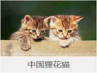 义乌市歆馑电子商务商行