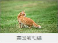 义乌市歆馑电子商务商行