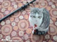 义乌市歆馑电子商务商行