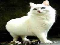 义乌市歆馑电子商务商行