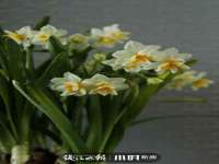 义乌市歆馑电子商务商行