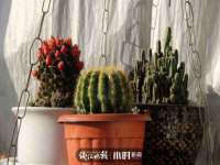 义乌市歆馑电子商务商行