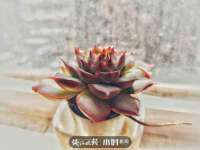 义乌市歆馑电子商务商行