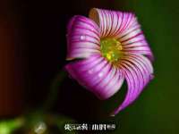 义乌市歆馑电子商务商行
