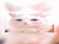 义乌市歆馑电子商务商行