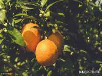 义乌市歆馑电子商务商行