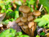 义乌市歆馑电子商务商行