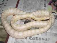 义乌市歆馑电子商务商行