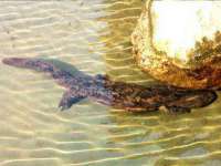 义乌市歆馑电子商务商行